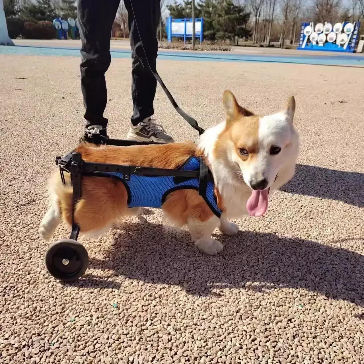

Dog Wheelchair Hind Limb Paralyzed Pet Scooter Disabled Dog Hind Leg Assist Cat Teddy Pet Bracket XS 0.5-3.5Kg синій