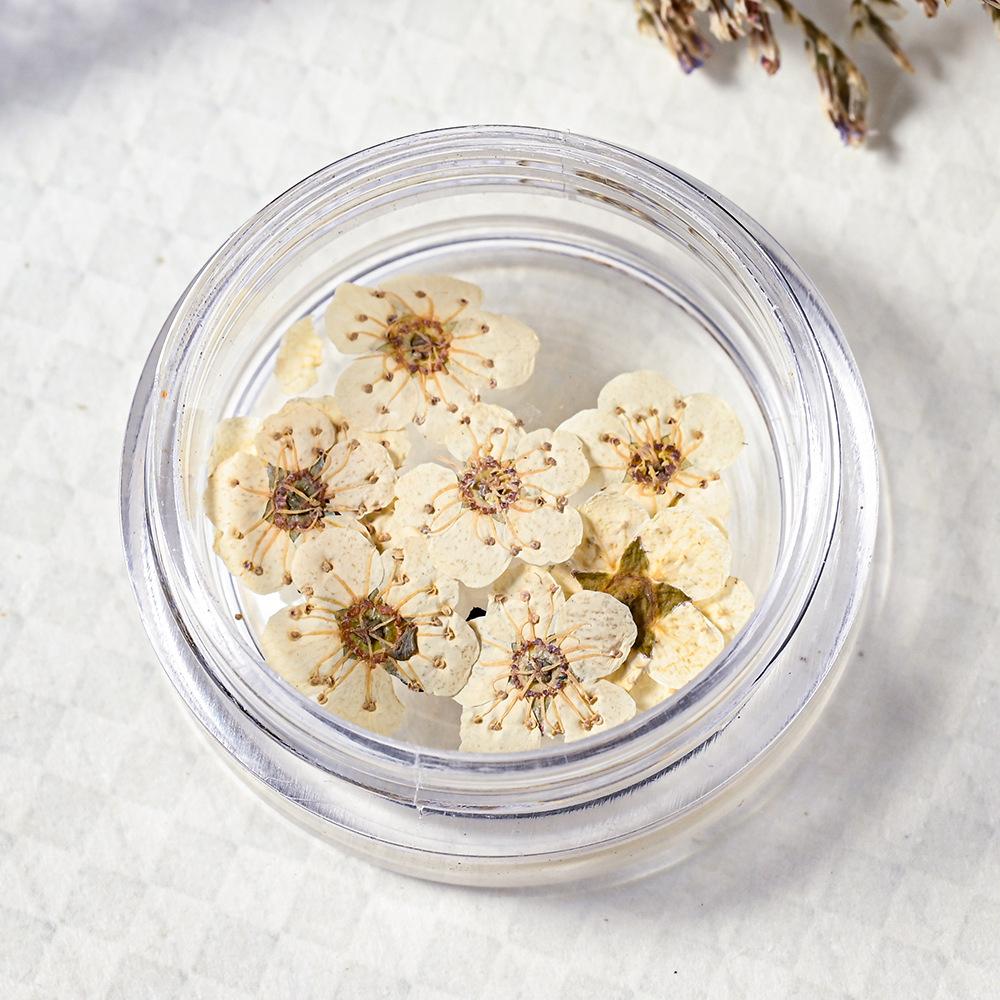 10PCS/Box Small Daffodil Dried Flower for Nail Art Decorations Natural Real Pressed Flower Making up Phone Case Mold Making