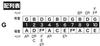 TOMBO 10-Hole Harmonica, G Key, Major Boy 1710