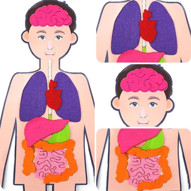 Diy Human Organ Recognition Non-woven Fabric Teaching Kit For Children Science Experiment Material Set