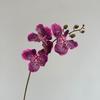 Moisturizing Phalaenopsis Vanda Orchid for Wedding and Home Decor