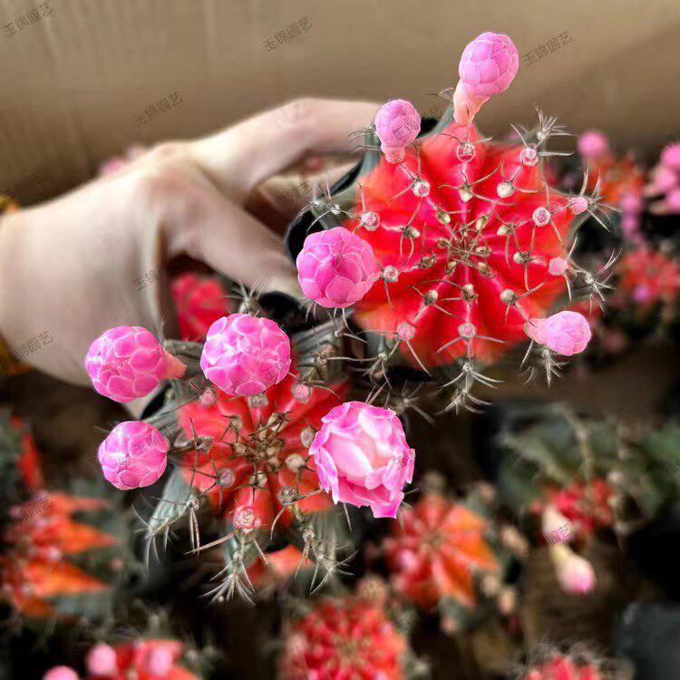 Crimson Star Cactus: Easy-Care Flowering Plant for Balcony, Living Room, or Office (Potted Plant, No Pot)