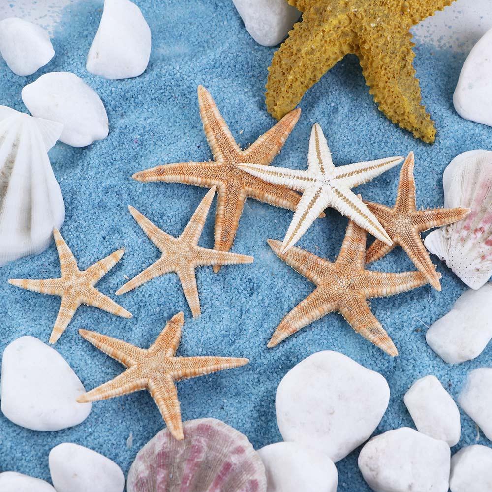 Conchas do Mar para Animais Aquáticos Estrela do Mar Decoração de Aquário Suprimentos para Aquário Fundição em Resina