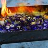 Peixes e animais aquáticos – Decoração de aquário