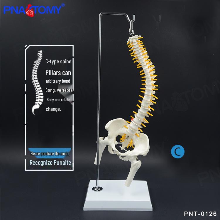 45cm Bendable Spine Model with Pelvis and Femur for Teaching and Massage Therapy 45cm