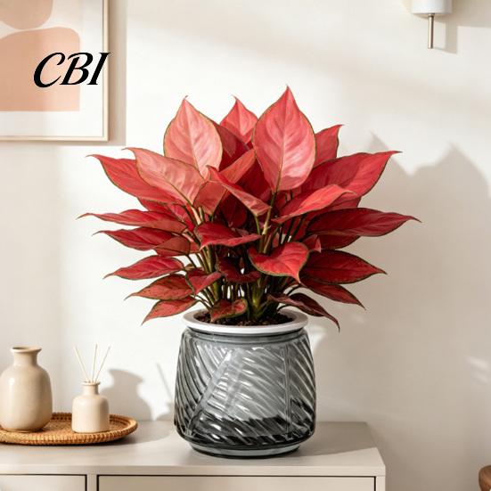 Durable Plastic Planter Self Watering with Wick Rope for Indoor Plants, Double Layer Easy Care Plant Pot Transparent Hydroponic Planter, Decorative