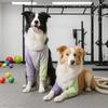 Cães – Cuidados de cães