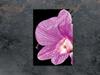 SZKLANA DESKA DO KROJENIA 35x52 ORCHIDEA