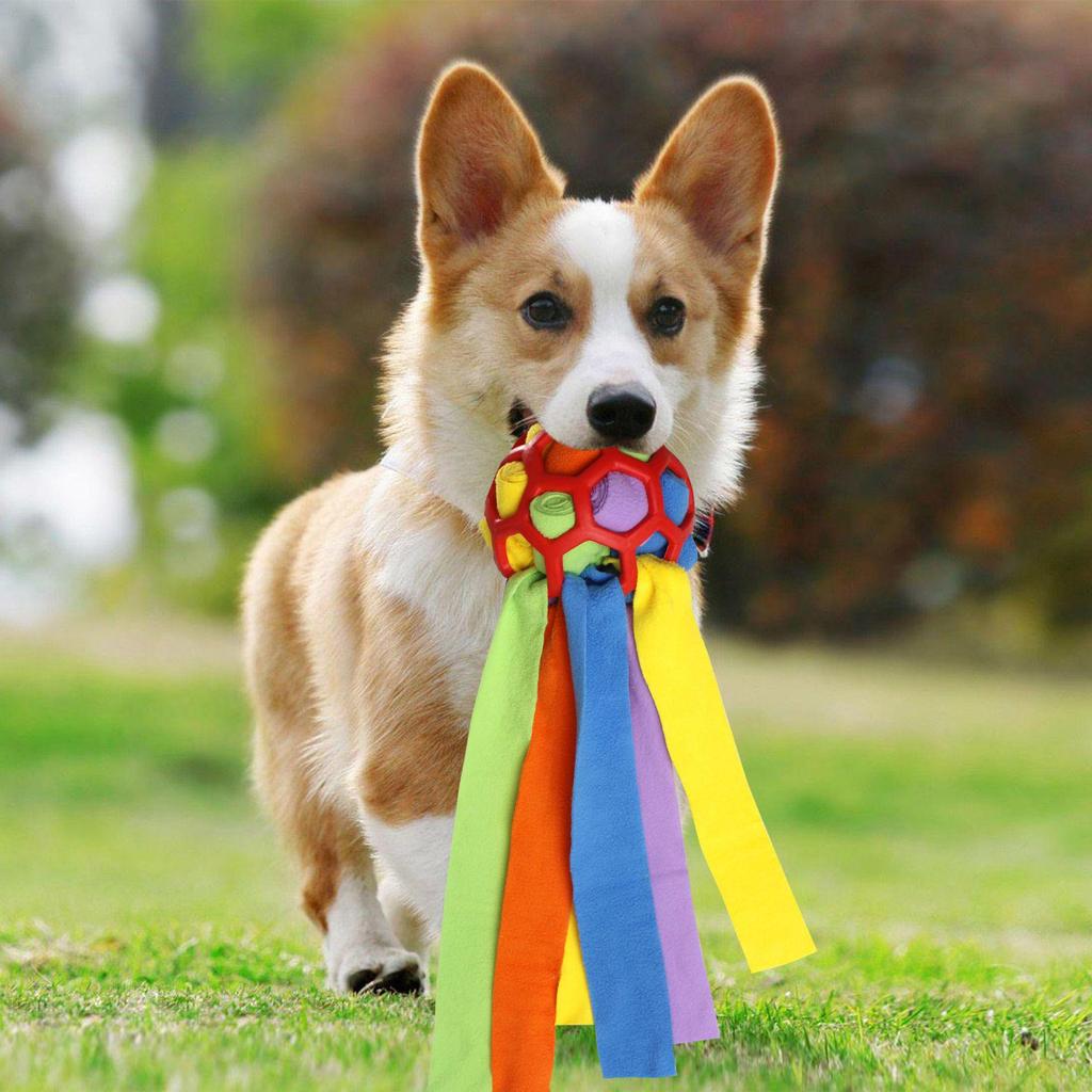 QQ Bouncy Rainbow Sniffing Ball: Interactive Foraging and Training Toy for Cats and Dogs