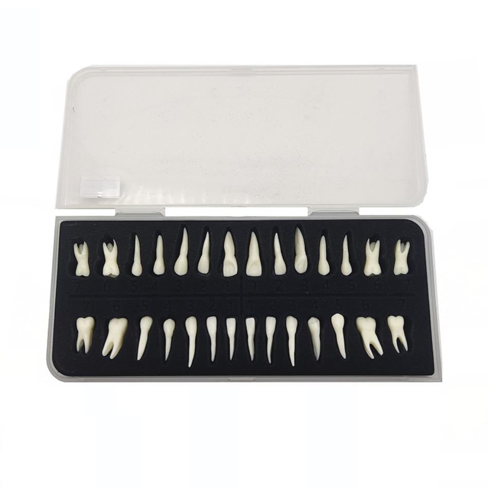 

Dental 28 Permanent Teeth Models With Roots In Vitro Monochromatic Anatomical Mold