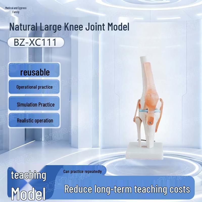 Yibaike Life-Size Realistic Knee Joint Model