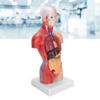 28cm Human Torso Model Detachable Internal Organs Teaching Anatomical Assembly Model