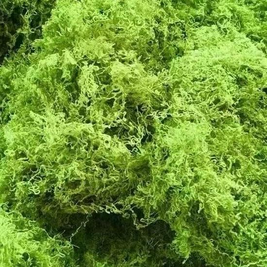 Artificial Jungle Moss Turf for Landscaping and Decor