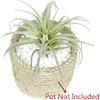 2 PCS Artificial Succulents Plants Unpotted Fake Flocking Tillandsia Air Plants Succulent Bromeliads Bouquet Arrangements Faux Plants DIY for Garden