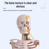 85CM Human Skeleton Model with Heart and Vessels