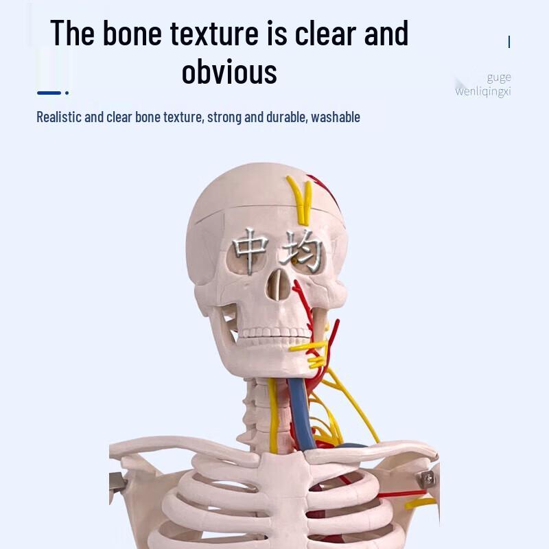 85CM Human Skeleton Model with Heart and Vessels