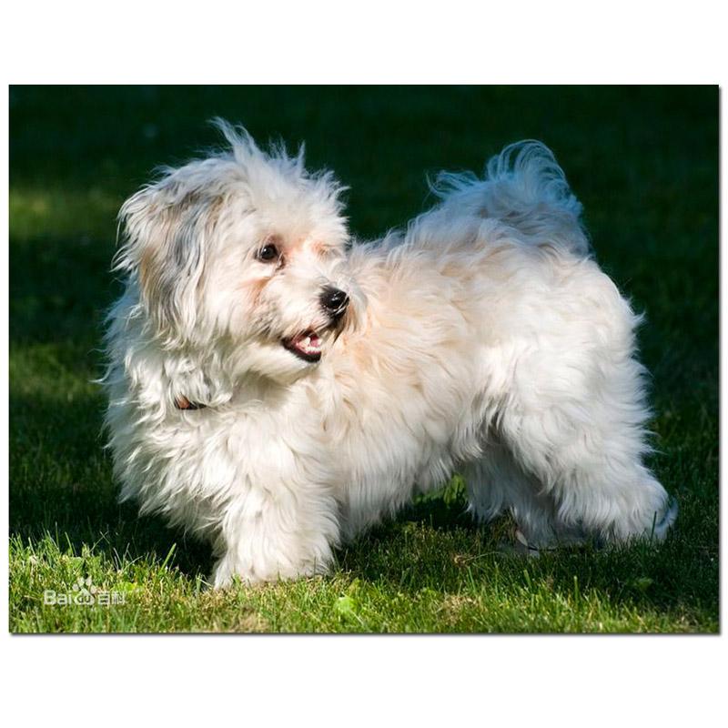 Щенки гаванский бишон. Гаванский бишон щенок. Собака гаванский бишон. Порода гаванский бишон. Гаванский бишон рыжий.