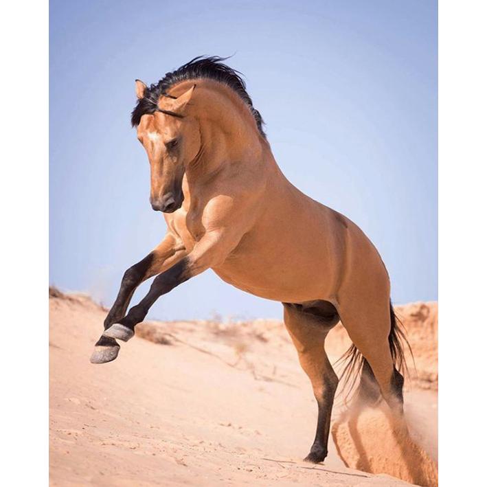 

5D DIY Алмазная картина Полная круглая дрель Вышивка крестом Ремесло Алмазная вышивка Новое поступление Мозаика со стразами Украшения для дома 15x20CM