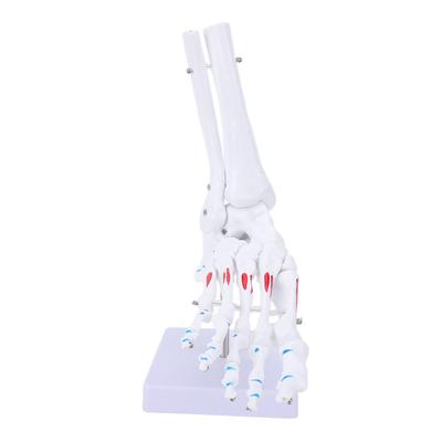 Human Foot Joint Model Life Size Foot Model Human Foot Skeleton Model for Teaching and Display