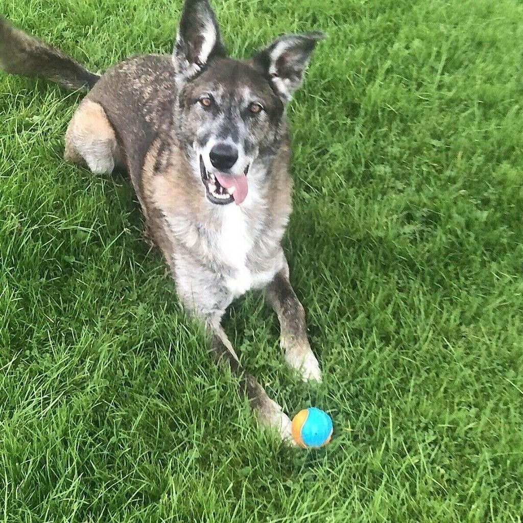 Spielzeug quietschende Hundebälle Gummi langlebig hüpfend Kauspielzeug Welpen Spiel TPR Outdoor
