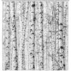 Wathon Birch Trees Shower Curtain Gray Tree Bathroom Decor Winter Birch Forest Bath Curtain Neutral Black and White Bath Set Rustic Winter Forest