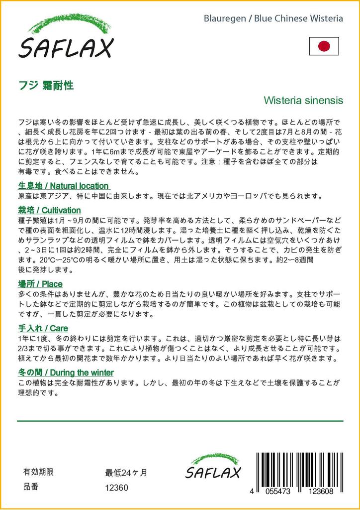 SAFLAX Blue Chinese Wisteria - 4 Seeds - With Potting Substrate for Better Cultivation - Wisteria Sinensis