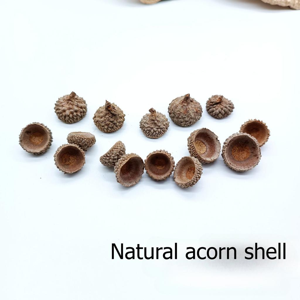 1pcs Acorn shells, handmade DIY materials, shooting props, dried flower fruit shells, acorn hats, Christmas wreath decorations, pendants, acorns