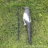 Creative Magpie Garden Decoration - Plastic Outdoor Decoy Model