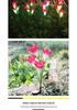Solar Color-Changing LED Lily Flower Lantern - Outdoor Rainproof Decorative Lawn Light