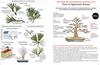 Introduction To Bonsai: The Complete Illustrated Guide for Beginners (with Monthly Growth Schedules and Over 2,000 Illustrations)