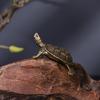 Schildkrötenstatue aus reinem Kupfer, Vintage-Schildkrötenfiguren aus Messing, für den Schreibtisch, Feng Shui-Ornament, Miniaturen, antikes Teehaustier, Basteln, Geschenke