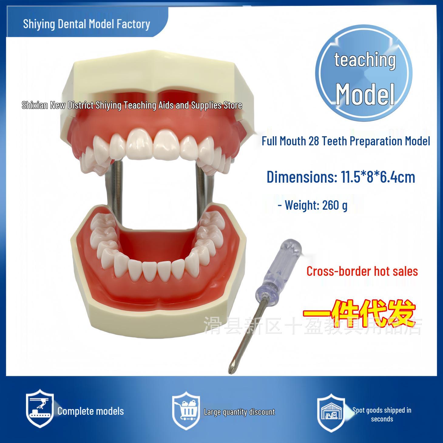 Standard Dental Model - Full Set with 28 Teeth Tooth Preparation Model