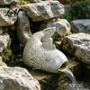 Rain Spout Fish Decor Shape Rainwater Diverter Decorative Gutter Downspout Statue Functional Outdoor Sculpture for Garden Patio Yard Ornament Unique