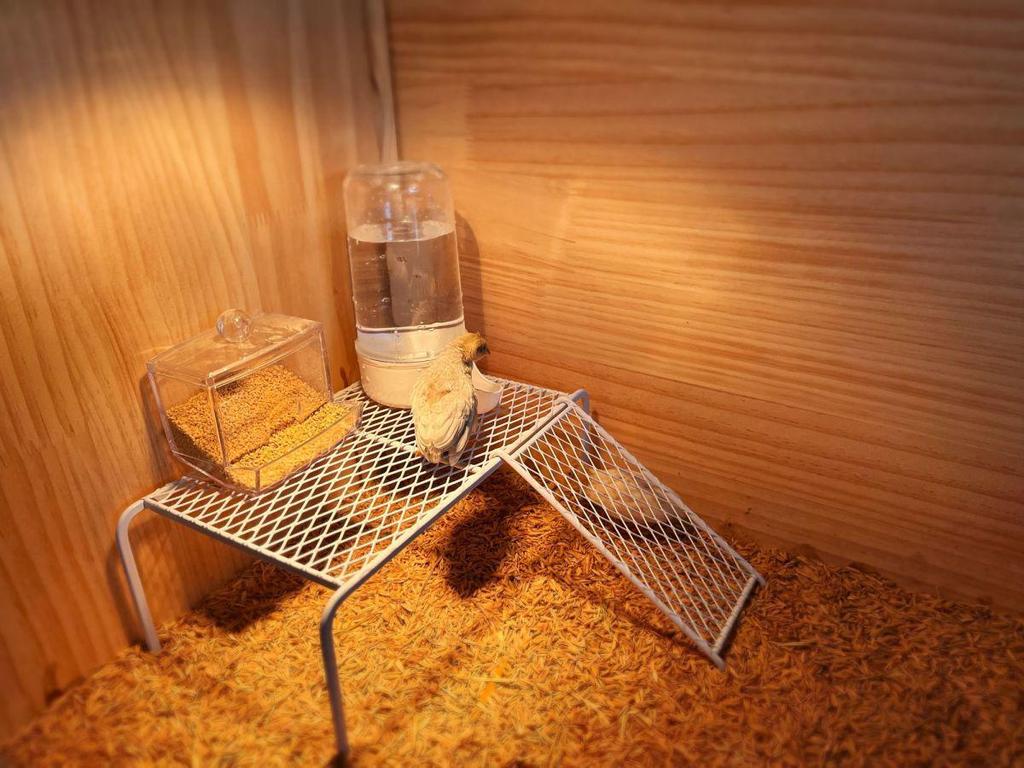 Rooster Ornament Shelf & Chicken Coop Feeder Platform