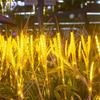oeny Warm White Artificial Rice Spike LED String Lights, 10-Piece Set