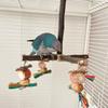 Bird Perch Nature Molar Stand for Parrots Conure Supplies Budgies Grinding Scratchers for Small Medium Parrots Toy