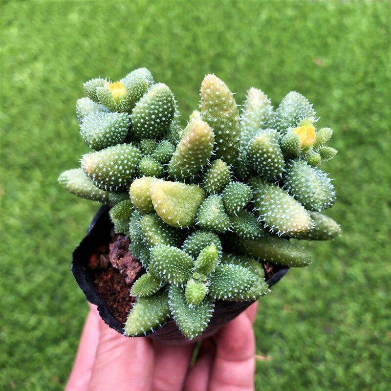 Lei Tong Multi-headed Succulent Plant - Beginner-Friendly Office Desktop Greenery with Radiation Protection