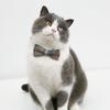 2PCS Adjustable Cat Collar Christmas Party Dogs BowTie Collar Pet Breakaway Necktie Collar Pet Festival Party Supplies