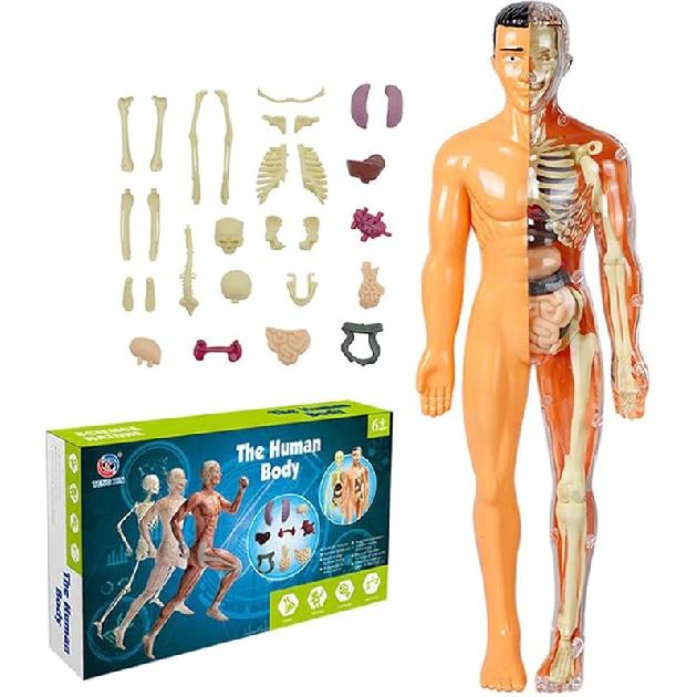 Детские анатомические игрушки Интерактивная модель человеческого тела, 11,22 дюйма, DIY-конструктор модели органов туловища человека для детей, Обучение науке, анатомии, Возраст 6+ Translucent