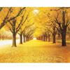 Landscape Natural Wallpaper Autumn Scenery Yellow Forests 3d Wall Mural Load Leaves Wall Paper For Living Room
