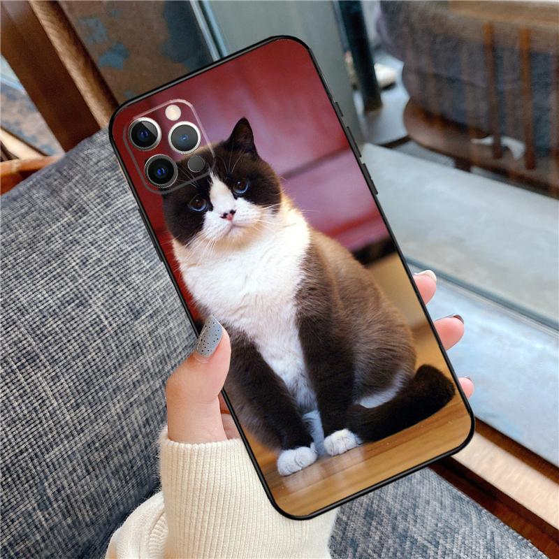 British Shorthair Cat Phone Case For iPhone 16 15 14 13 11 12 Pro Max 12 13 mini XR 15 16 Plus 16e Cover Shell