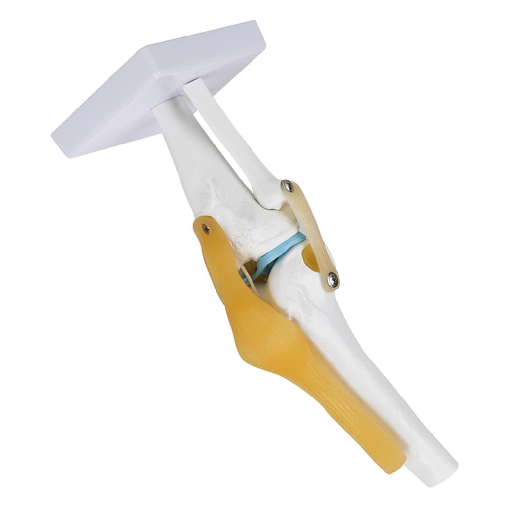 Life Size Human Knee Joint   Model for Skeleton Study Ideal for Hobbyists, Vividly Demonstrates Knee Mechanics with Ligament Model