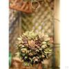 Pot Hanging Garden Planter Succulent Cactus Pot, Assorted Designs
