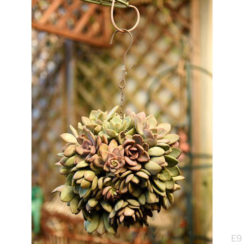 Pot Hanging Garden Planter Succulent Cactus Pot, Assorted Designs