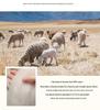Women's Pure Wool Knitted Pullover Sweater for Autumn-Winter, Round Neck, New 23100