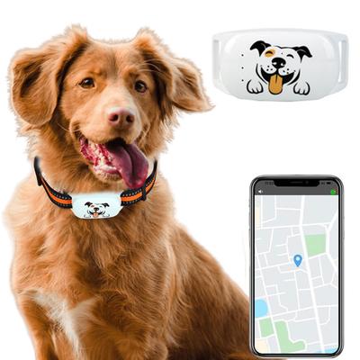 Köpek – Köpek Tasmaları ve Tasma Kayışları