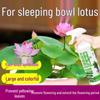 Nutrient Solution for Lotus & Water Lily Growth - Hydroponic Fertilizer for Ornamental Flowers and Green Plants
