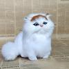 Cat Pet Simulated Plush Toy Role Play Room Decoration Birthday Collection Gift