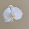 Sweet Butterfly Orchid Hair Claw Vacation Style Seaside Vacation Headwear  Daily
