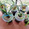 High Elasticity Leak-Proof Orchid Pot Mesh Net Cover